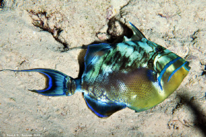 Queen Triggerfish (Balistes vetula) at Paradise Reef by David Andrew 